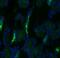 Solute Carrier Family 12 Member 3 antibody, NBP1-44270, Novus Biologicals, Immunofluorescence image 