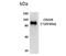 Lymphocyte Antigen 9 antibody, NBP2-12151, Novus Biologicals, Western Blot image 