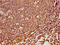 SPINK5 antibody, orb518044, Biorbyt, Immunohistochemistry paraffin image 