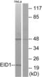 EP300 Interacting Inhibitor Of Differentiation 1 antibody, LS-C119354, Lifespan Biosciences, Western Blot image 