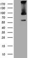 E3 ubiquitin-protein ligase TRIM56 antibody, TA808895, Origene, Western Blot image 