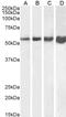 Desmin antibody, LS-B4463, Lifespan Biosciences, Western Blot image 