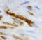 Transglutaminase 4 antibody, AF5760, R&D Systems, Immunohistochemistry frozen image 
