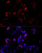 Cyclin B1 antibody, 16-390, ProSci, Immunofluorescence image 