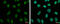 Checkpoint With Forkhead And Ring Finger Domains antibody, GTX116261, GeneTex, Immunofluorescence image 