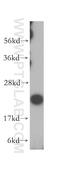 Mitochondrial Ribosomal Protein L13 antibody, 16241-1-AP, Proteintech Group, Western Blot image 