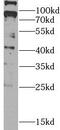 MAS1 Proto-Oncogene, G Protein-Coupled Receptor antibody, FNab10488, FineTest, Western Blot image 