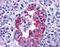 Gastric Inhibitory Polypeptide Receptor antibody, orb85669, Biorbyt, Immunohistochemistry paraffin image 