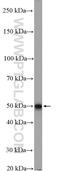 D(1A) dopamine receptor antibody, 17934-1-AP, Proteintech Group, Western Blot image 
