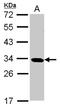 GINS Complex Subunit 4 antibody, NBP2-16659, Novus Biologicals, Western Blot image 