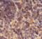 Embryonal Fyn-Associated Substrate antibody, FNab02662, FineTest, Immunohistochemistry paraffin image 