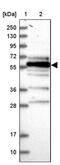 Family With Sequence Similarity 126 Member B antibody, PA5-57552, Invitrogen Antibodies, Western Blot image 