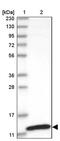 ABRA C-Terminal Like antibody, PA5-56401, Invitrogen Antibodies, Western Blot image 
