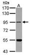 Methionyl-tRNA synthetase, mitochondrial antibody, LS-C155521, Lifespan Biosciences, Western Blot image 
