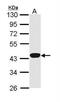 HPX antibody, NBP1-31713, Novus Biologicals, Western Blot image 