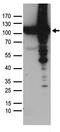 p97 antibody, TA890028, Origene, Western Blot image 