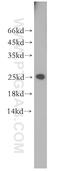 Mitochondrial Ribosomal Protein S23 antibody, 18345-1-AP, Proteintech Group, Western Blot image 