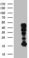 Homeobox C10 antibody, TA808880, Origene, Western Blot image 