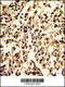 Serpin A9 antibody, 63-941, ProSci, Immunohistochemistry paraffin image 
