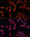DnaJ Heat Shock Protein Family (Hsp40) Member A2 antibody, 22-667, ProSci, Immunofluorescence image 