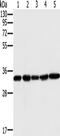 Mitochondrial Carrier 2 antibody, TA350187, Origene, Western Blot image 