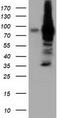 Von Willebrand Factor A Domain Containing 5A antibody, LS-C115585, Lifespan Biosciences, Western Blot image 