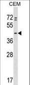 KAP1 antibody, LS-C158733, Lifespan Biosciences, Western Blot image 