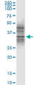 Ubiquitin-like-conjugating enzyme ATG3 antibody, LS-C139422, Lifespan Biosciences, Western Blot image 