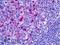 Human IgA antibody, LS-B4746, Lifespan Biosciences, Immunohistochemistry paraffin image 