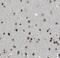Myocyte Enhancer Factor 2C antibody, FNab05104, FineTest, Immunohistochemistry frozen image 