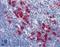 CD68 Molecule antibody, LS-B2862, Lifespan Biosciences, Immunohistochemistry paraffin image 