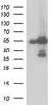 Fibrinogen Gamma Chain antibody, TA507132, Origene, Western Blot image 