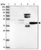 Proline Rich 25 antibody, NBP2-14526, Novus Biologicals, Western Blot image 