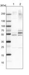 WD Repeat Domain 12 antibody, PA5-57635, Invitrogen Antibodies, Western Blot image 