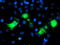 Nectin Cell Adhesion Molecule 1 antibody, TA503469, Origene, Immunofluorescence image 
