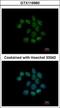 Nucleoside-Triphosphatase, Cancer-Related antibody, GTX116960, GeneTex, Immunocytochemistry image 