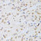 Peptidyl-TRNA Hydrolase 2 antibody, LS-C334739, Lifespan Biosciences, Immunohistochemistry frozen image 