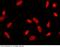 Histone-binding protein RBBP4 antibody, 101054-T42, Sino Biological, Immunohistochemistry frozen image 