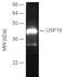 USP18 antibody, BML-PW0945-0025, Enzo Life Sciences, Western Blot image 