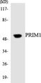 DNA Primase Subunit 1 antibody, LS-C200523, Lifespan Biosciences, Western Blot image 