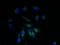 NADH:Ubiquinone Oxidoreductase Subunit A1 antibody, A51437-100, Epigentek, Immunofluorescence image 