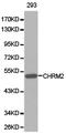 Muscarinic acetylcholine receptor M2 antibody, TA327078, Origene, Western Blot image 