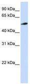 Pyridine Nucleotide-Disulphide Oxidoreductase Domain 2 antibody, TA339171, Origene, Western Blot image 
