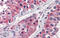 Isocitrate Dehydrogenase (NADP(+)) 1, Cytosolic antibody, ARP54787_P050, Aviva Systems Biology, Immunohistochemistry paraffin image 
