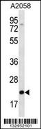 Fibroblast Growth Factor 11 antibody, MBS9204563, MyBioSource, Western Blot image 