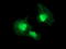 Protein C inhibitor antibody, TA504371, Origene, Immunofluorescence image 