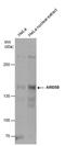 AT-Rich Interaction Domain 5B antibody, PA5-78597, Invitrogen Antibodies, Western Blot image 