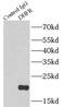 Dihydrofolate Reductase antibody, FNab02365, FineTest, Immunoprecipitation image 