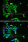 E3 ubiquitin-protein ligase Praja-2 antibody, A6444, ABclonal Technology, Immunofluorescence image 