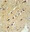 Ribosomal Protein L18a antibody, GTX80536, GeneTex, Immunohistochemistry paraffin image 